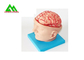 Φυσικό να φανεί ανθρώπινο ανατομικό πρότυπο εγκεφάλου για τους φοιτητές Ιατρικής προμηθευτής