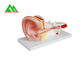 Ανθρώπινο ανατομικό ιατρικό διδασκαλίας πρότυπο εσωτερικών αυτιών προτύπων πλαστικό προμηθευτής